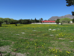 Senecio littoreus littoreus