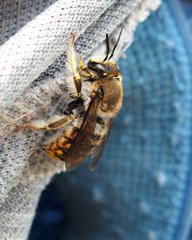 Anthidium manicatum