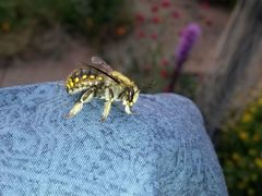 Anthidium manicatum