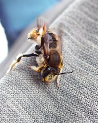 Anthidium manicatum