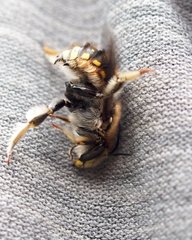 Anthidium manicatum