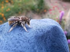 Anthidium manicatum