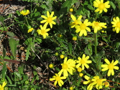 Senecio littoreus littoreus