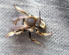 Anthidium manicatum