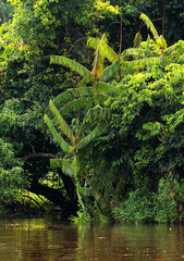 Lepidocaryeae