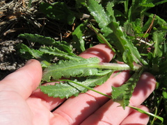 Senecio littoreus littoreus