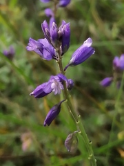 Polygala wolfgangiana