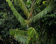 Lepidocaryeae