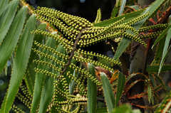 Lepidocaryeae