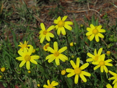 Senecio littoreus littoreus
