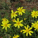 Smooth Coast Ragwort - Photo (c) Jeremy Gilmore, some rights reserved (CC BY), uploaded by Jeremy Gilmore