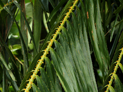 Lepidocaryeae