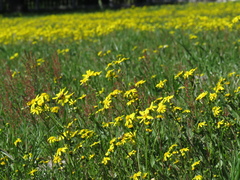Senecio littoreus littoreus