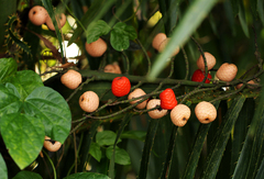 Lepidocaryeae