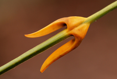 Lepidocaryeae