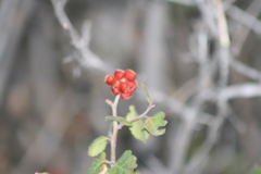 Rhus aromatica simplicifolia