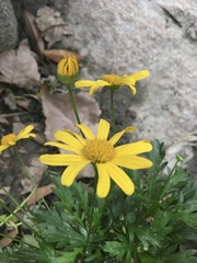 Euryops