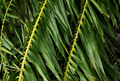 Lepidocaryeae
