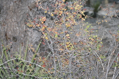 Rhus aromatica simplicifolia