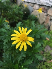 Euryops
