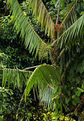 Rattan (Laccosperma secundiflorum)