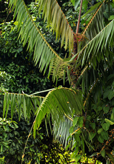 Lepidocaryeae