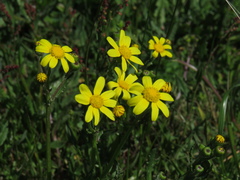 Senecio littoreus littoreus