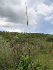 Psacalium peltatum