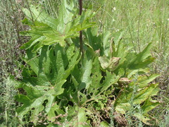 Psacalium peltatum