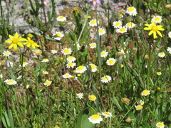 Senecio littoreus littoreus