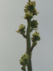 Psacalium peltatum