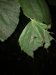 Forficula auricularia