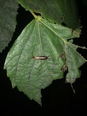 Forficula auricularia