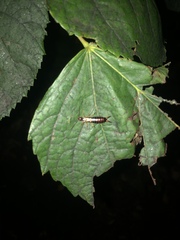 Forficula auricularia