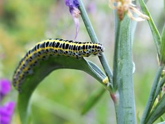 Calophasia lunula