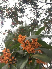 Osmanthus fragrans
