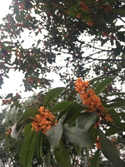 Osmanthus fragrans