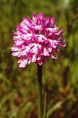 Neotinea tridentata tridentata