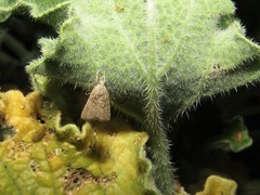 Hyperlais argillacealis