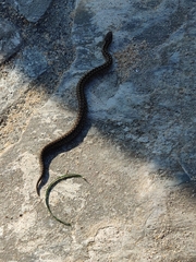 Vipera seoanei
