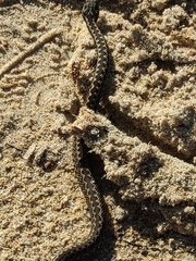 Vipera seoanei