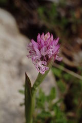 Neotinea tridentata tridentata