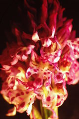 Neotinea tridentata tridentata