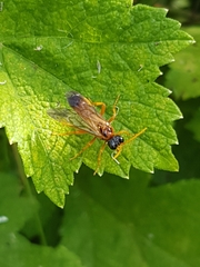 Tenthredo campestris