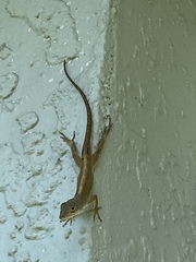 Anolis sagrei