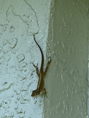 Anolis sagrei
