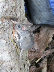 Peromyscus melanotis