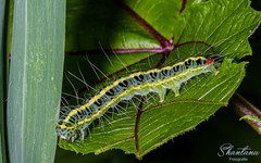 Xanthodes transversa