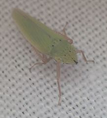 Draeculacephala balli