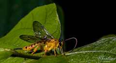 Xanthopimpla punctata